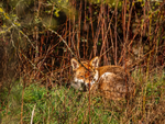 Red Fox
