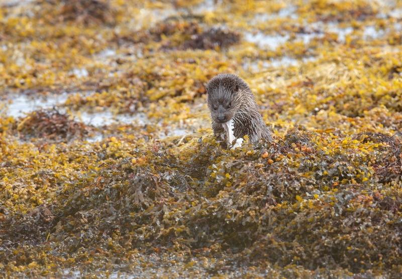 Eurasian Otter - Isle of Mull - Scotland