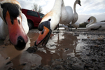 Urban swans wide angle photography_00453