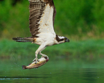Rothiemurchus Osprey close-up with fish