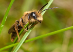 Andrena bucephala (m)