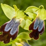 Ophrys fusca (lucifera)