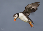 Puffen Flying 7