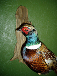 C. NAEGELIN