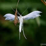 White Plume Moth (Pterophorus pentadactyla)