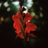 Gladiolus1