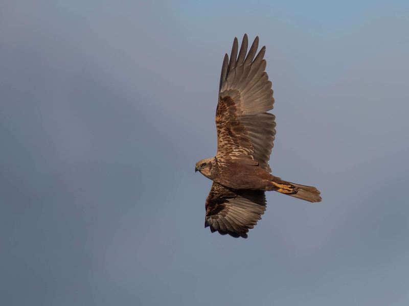 Female Marsh Harrier - Dee Estuary - North Wales