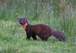 Pine Marten - Martes martes