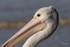 Pelican Portrait 1