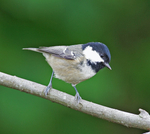 Coal Tit