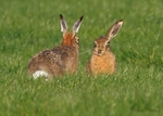 Brown Hare