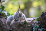 Grey Squirrel, Bristol _ AGTO82