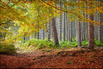 Autumn Pine Trees