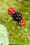 A taste of Autumn!
