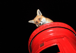 First Class fox! Keeping an eye on the neighbourhood