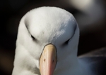 Black browed Albatross