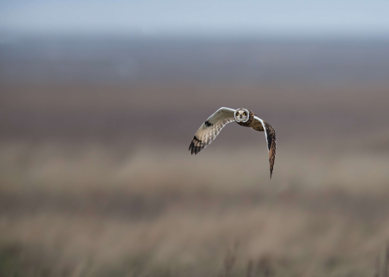 Short Eared Owl