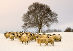 Winter Woolies