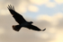 Silhouette of Osprey in flight, Fort De Soto Park, Florida