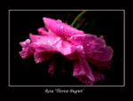Rosa 'Therese Bugnet'