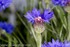 MPAA-3540 Cornflower