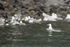 Black-legged Kittiwake bathing, Whittier, Alaska
