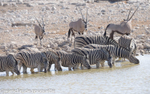 Zebras and Oryx