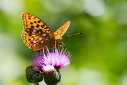 High Brown Fritillary