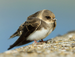 Sand Martin resting on the causeway at Farmoor Reservoir