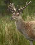 Red Deer, Isle of Mull ref rd 25b