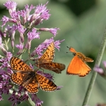 Glanville fritillary ( Melitaea cinxia)  with scarce copper (Lycaena virgaureae)