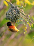 Golden-backed Weaver portfolio