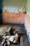 Evicted to make way for sheep.