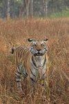 Eye contact with Bengal Tigress, Panna, Madhyra Pradesh, India