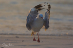 Gull Sunrise Dance 10
