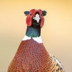 Portrait Pheasant 2026