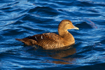 Eider (female)