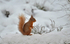 Red Squirrel