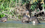 Giant otters
