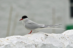 Arctic Tern
