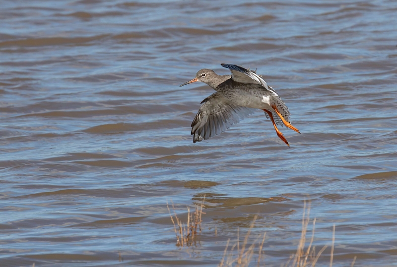 Common Redshank - Dee Estuary - North Wales