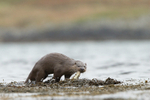 Otter with fish