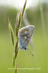 Common Blue Butterfly  Ref 5190