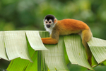 Squirrel Monkey lying on a banana leaf at Bosque del Cabo, Costa Rica