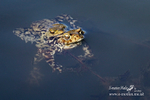 Toad 210314 217a