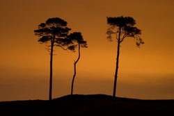 #69  The Curragh I