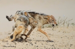Duelling Jackal 2