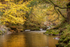 Afon Mellte Gold
