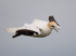 Gannet