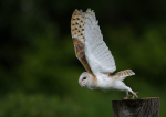 Barn Owl